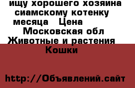 ищу хорошего хозяина сиамскому котенку 2 месяца › Цена ­ 2 500 - Московская обл. Животные и растения » Кошки   